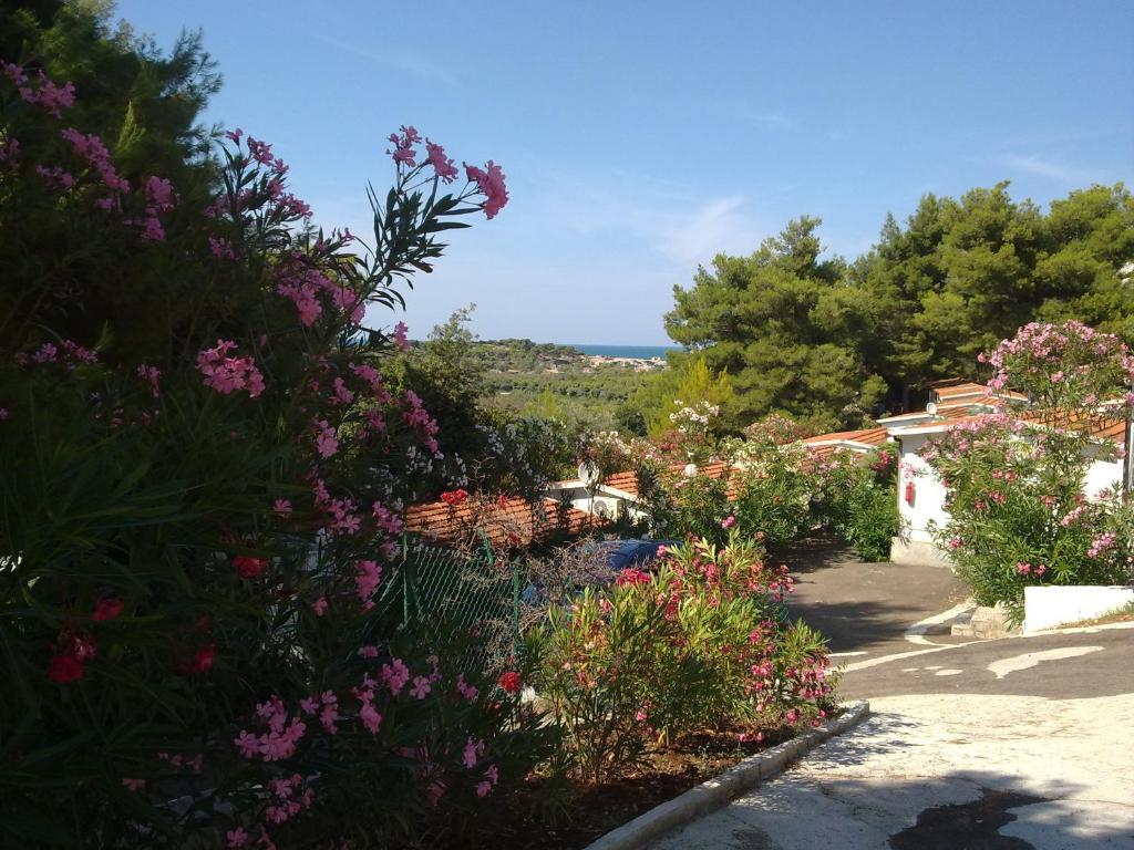 Villaggio Club Baia Di Paradiso Vieste Zewnętrze zdjęcie